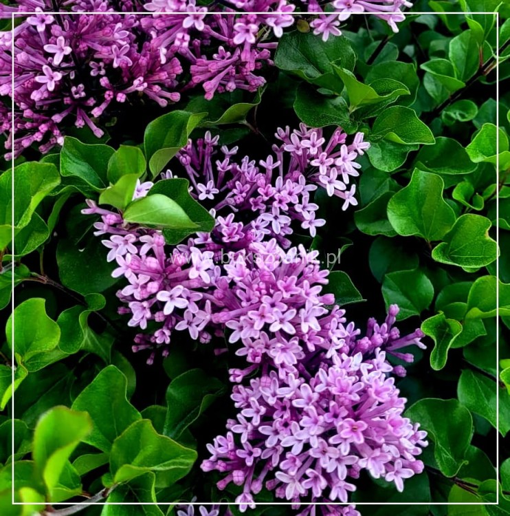 Lilak Meyera 'Palibin' - Syringa meyeri 'Palibin'