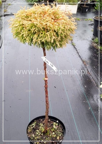 Żywotnik zachodni 'Golden Tuffet'