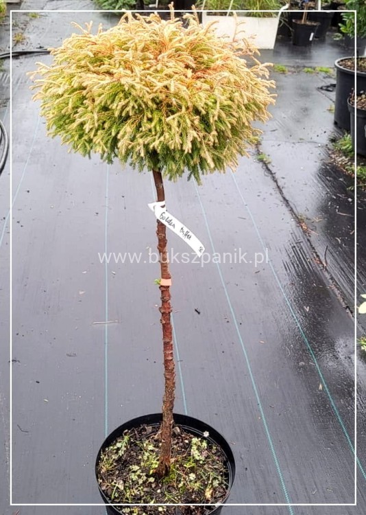 Żywotnik zachodni 'Golden Tuffet'