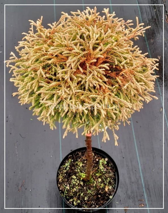 Żywotnik zachodni 'Golden Tuffet'