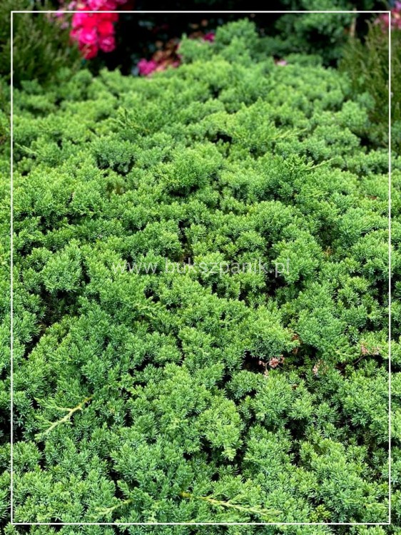 Jałowiec rozesłany 'Nana' -Juniperus procumbens