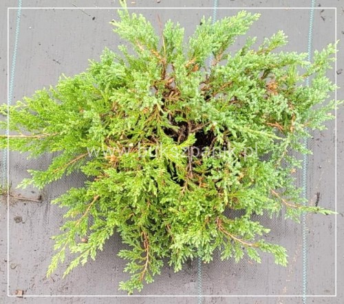 Jałowiec Green Carpet- Juniperus communis