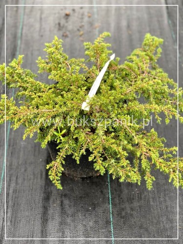 Jałowiec pospolity 'Green Carpet'- Juniperus communis