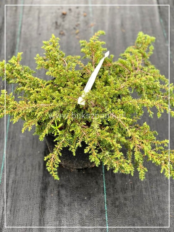 Jałowiec pospolity 'Green Carpet'- Juniperus communis