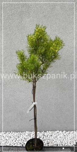 Sosna gęstokwiatowa Oculus Draconis-Pinus densiflora na pniu 90cm