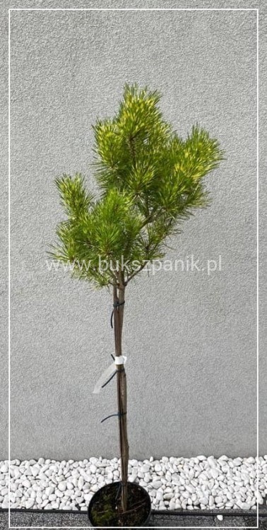 Sosna gęstokwiatowa Oculus Draconis-Pinus densiflora na pniu 90cm