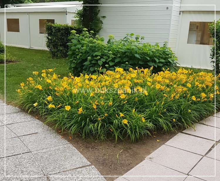 Liliowiec 'Stella de Oro' - Hemerocallis