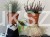 Wrzos- Calluna vulgaris