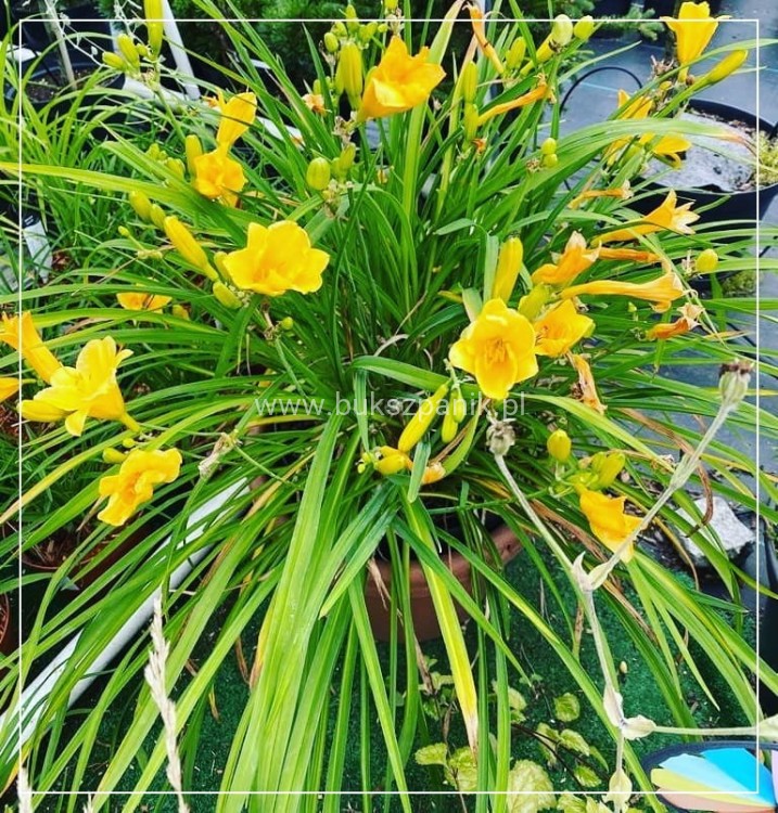Liliowiec 'Stella de Oro' - Hemerocallis