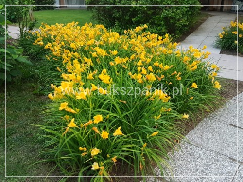 IMG-20190611-WA0007.jpg