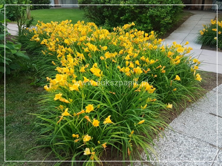 IMG-20190611-WA0007.jpg