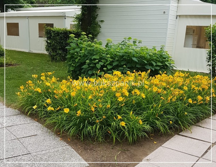 IMG-20190611-WA0009.jpg