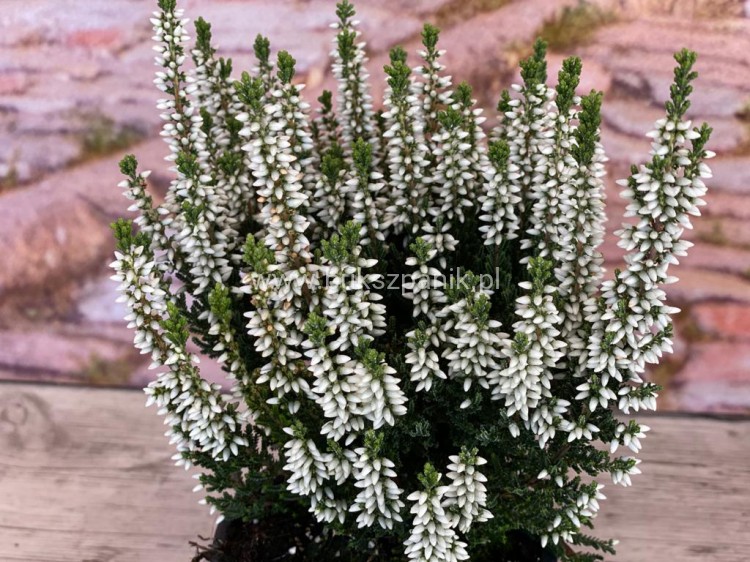 Wrzos- Calluna vulgaris