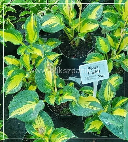 Hosta 'Beach Boy' Funkia
