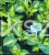Hosta 'Beach Boy' Funkia