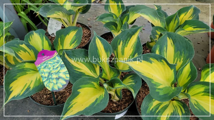Hosta 'Beach Boy' Funkia