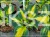 Hosta 'Beach Boy' Funkia