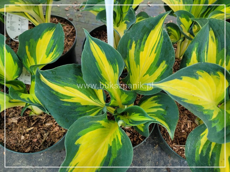 Hosta 'Beach Boy' Funkia
