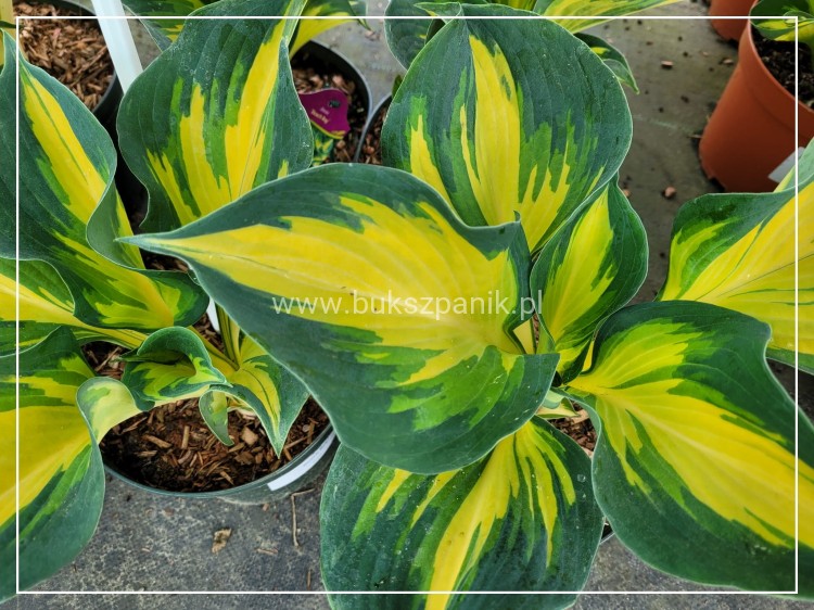 Hosta 'Beach Boy' Funkia