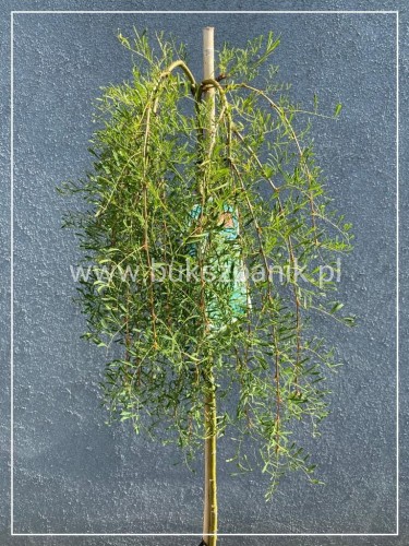 Karagana syberyjska- Caragana arborescens WALKER PA110-140cm