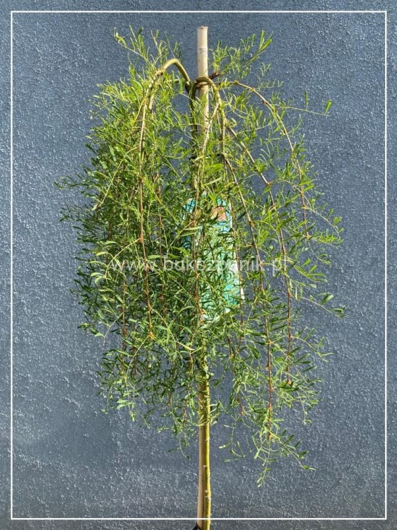 Karagana syberyjska- Caragana arborescens WALKER PA110-140cm