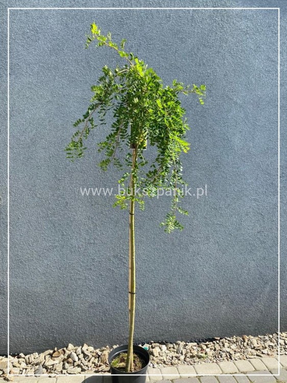 Karagana syberyjska- Caragana arborescens Pendula PA 100-140cm,