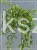 Karagana syberyjska- Caragana arborescens Pendula PA 100-140cm,