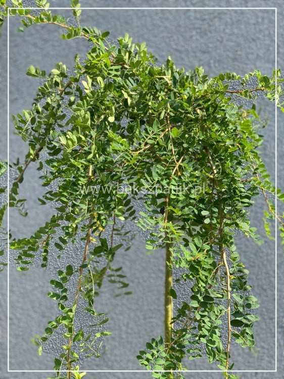 Karagana syberyjska- Caragana arborescens Pendula PA 100-140cm,