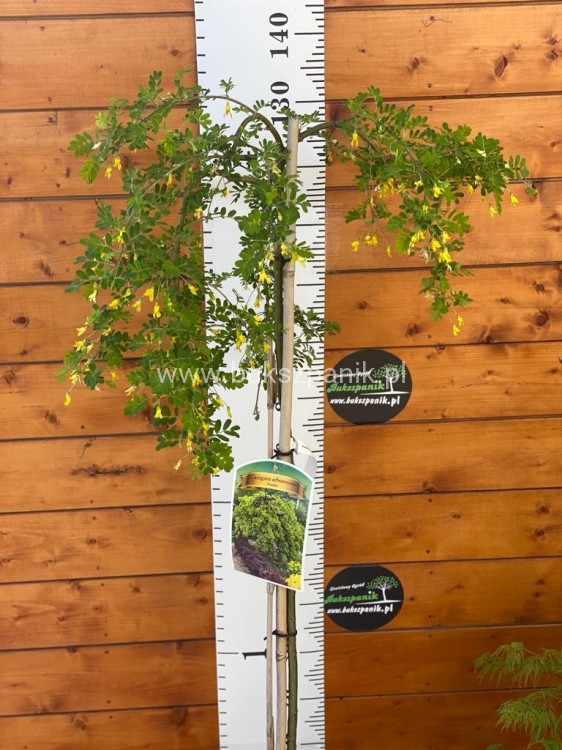 Karagana syberyjska- Caragana arborescens Pendula PA 100-140cm,