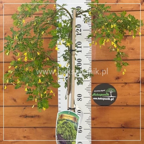 Karagana syberyjska- Caragana arborescens Pendula PA 100-140cm,