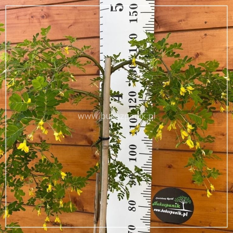 Karagana syberyjska- Caragana arborescens Pendula PA 100-140cm,