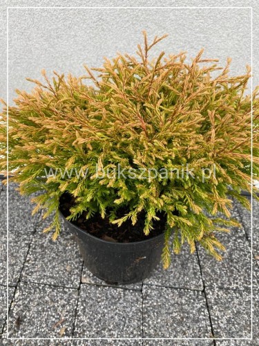 Żywotnik zachodni 'Golden Tuffet'