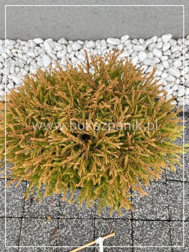 Żywotnik zachodni 'Golden Tuffet'
