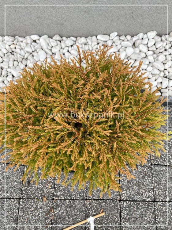 Żywotnik zachodni 'Golden Tuffet'