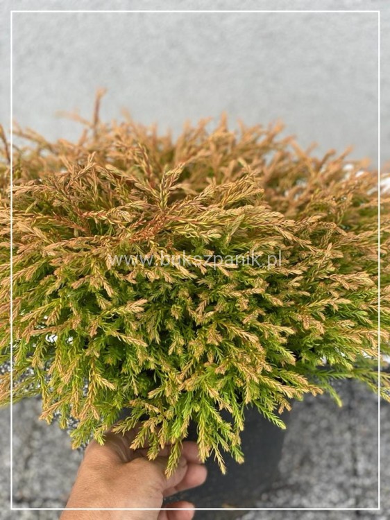 Żywotnik zachodni 'Golden Tuffet'
