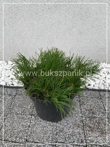 Sosna Górska syn. kosodrzewina Pumilio - Pinus mugo