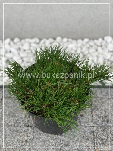 Sosna Górska syn. kosodrzewina Pumilio - Pinus mugo