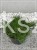 Sosna Górska syn. kosodrzewina Pumilio - Pinus mugo
