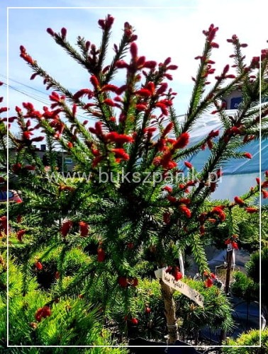 Świerk pospolity RYDAL - Picea abies Pa100-110cm