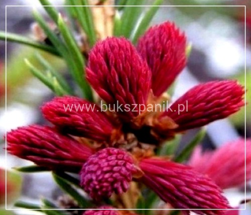 Świerk pospolity RYDAL - Picea abies Pa100-110cm