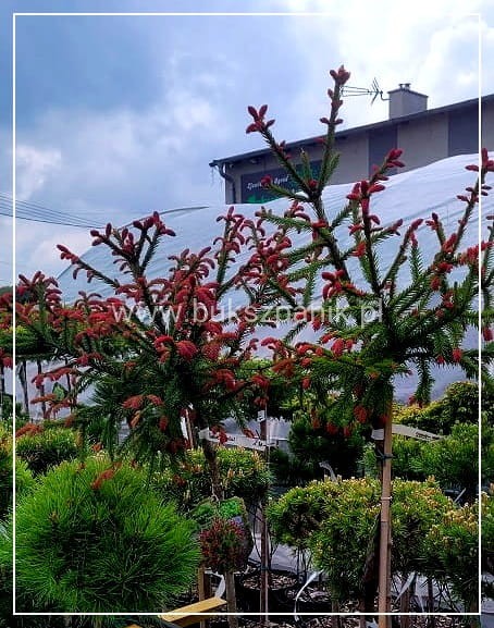 Świerk pospolity RYDAL - Picea abies Pa100-110cm