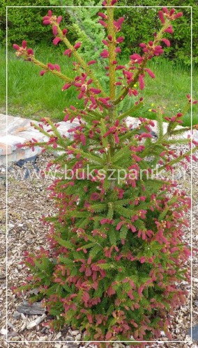 Świerk pospolity RYDAL - Picea abies wys. 60-70cm