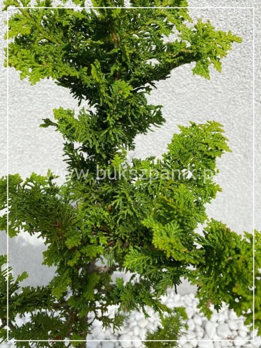 Cyprysik tępołuskowy Filicoides - Chamaecyparis obtusa