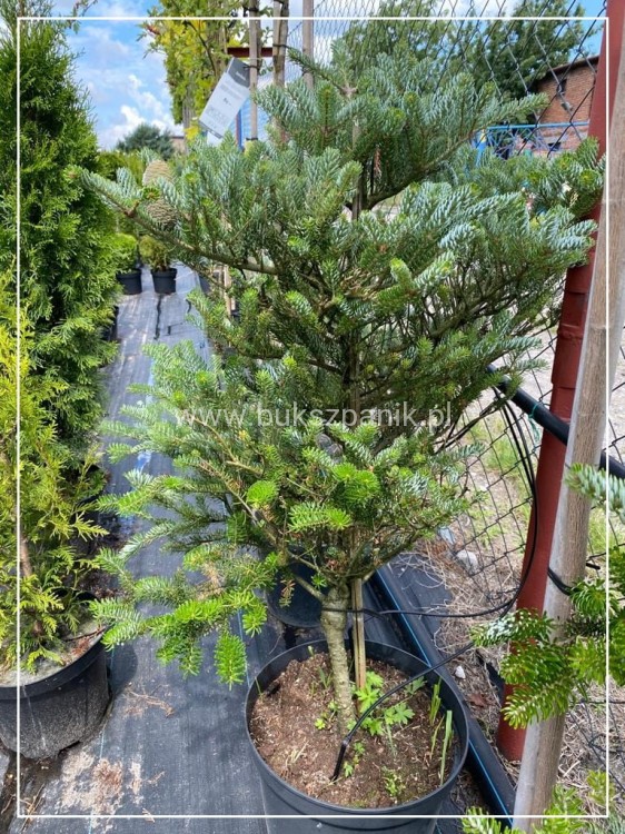 Jodła Koreańska Siberlocke- Abies koreana