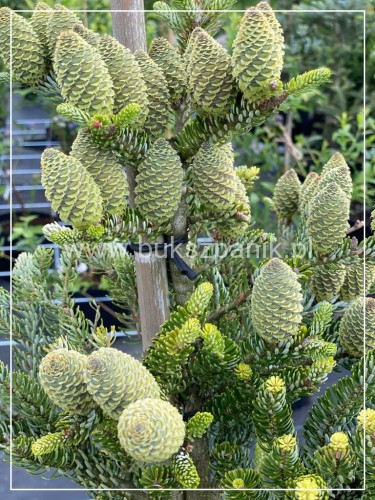 Jodła Koreańska Siberlocke- Abies koreana