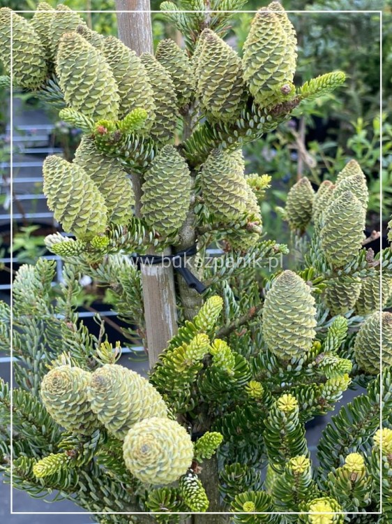 Jodła Koreańska Siberlocke- Abies koreana