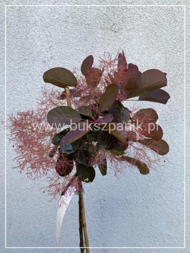 Perukowiec podolski " Royal Purple" - Cotinus na pniu Pa 100-110cm