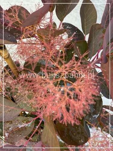 Perukowiec podolski " Royal Purple" - Cotinus na pniu Pa 100-110cm