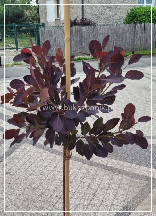 Perukowiec podolski " Royal Purple" - Cotinus na pniu Pa 100-110cm