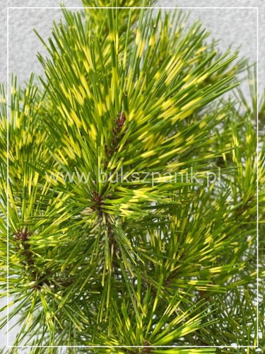 Sosna gęstokwiatowa OCULUS DRACONIS-Pinus densiflora